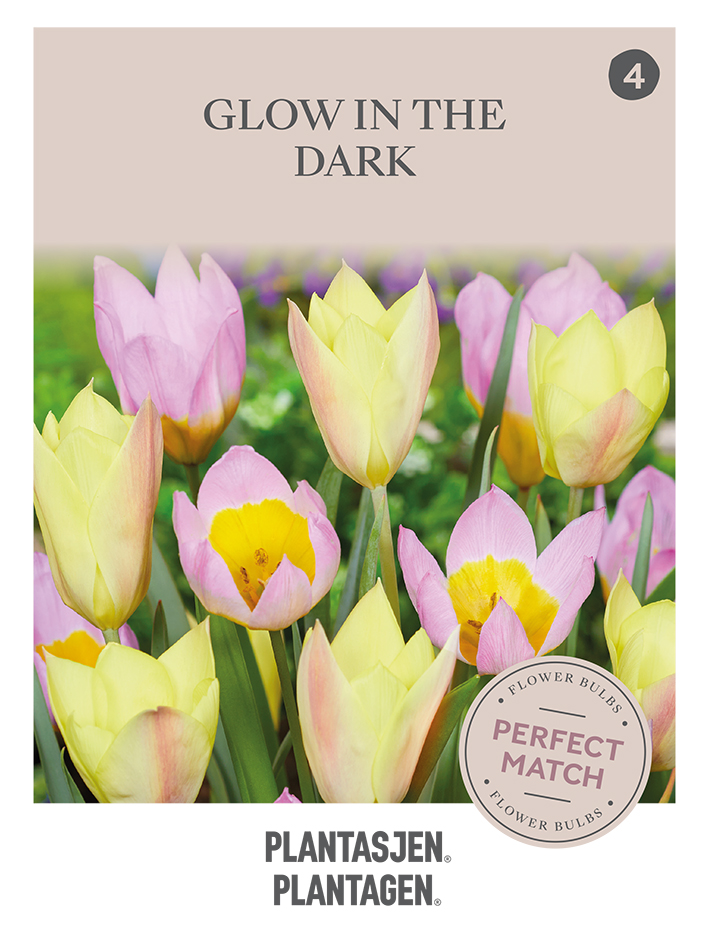 Tulipanmiks Glow in the Dark