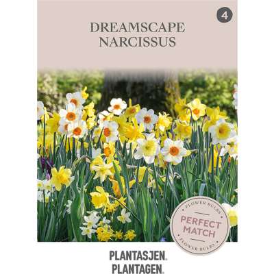 Perfect Match Narcissus Dreamscape gul og hvit miks