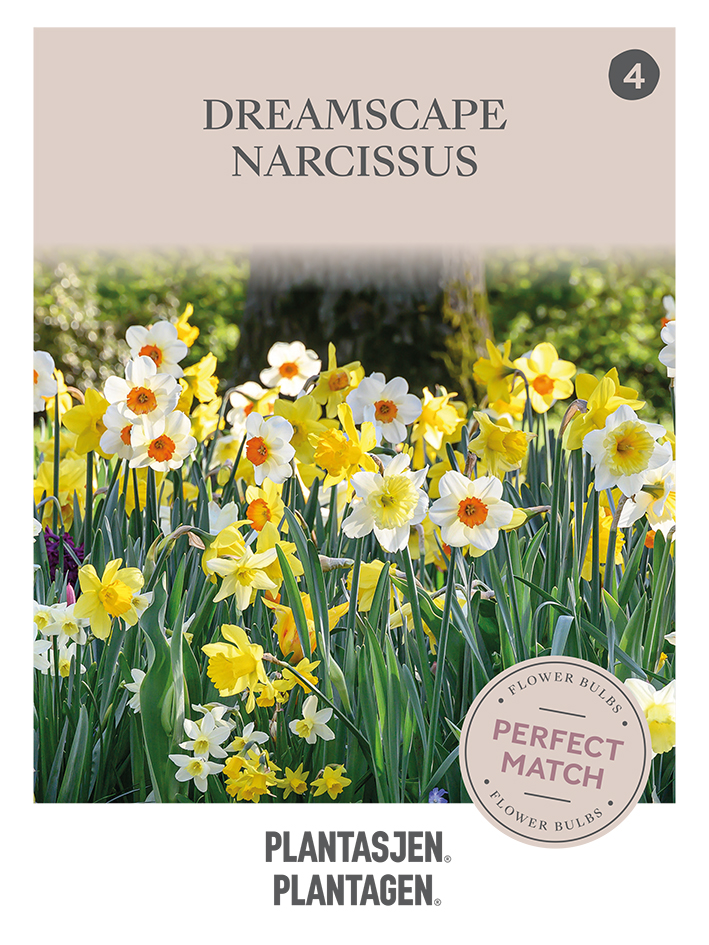 Perfect Match Narcissus Dreamscape gul og hvit miks